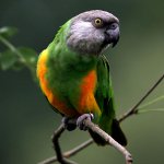 Senegalo papūga