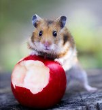Sirijos žiurkėnai: auksinė pūga namuose