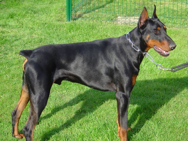 Dog Dobermanas