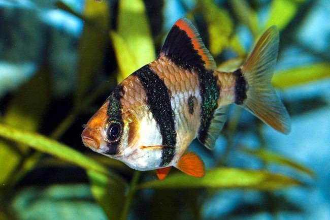 Sumatrano barbekiu jūsų akvariume