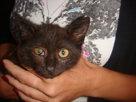 Trečioji katės akies vokas: priežastys, simptomai ir gydymas namuose