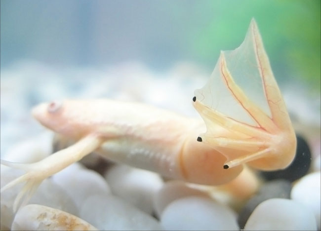 Tritoniai jūsų akvariume