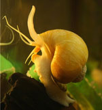 Akvariumo sraigės