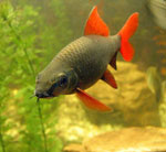 Įdiekite akvariumą