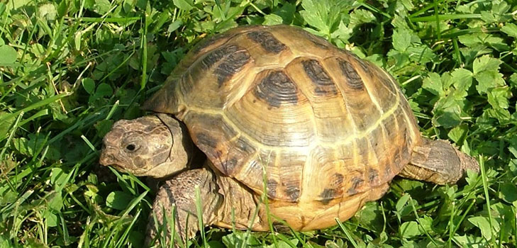 Vėžlių rūšys: ką reikia atsiminti prieš pradėdami?