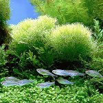 Akvariumas yra žalia. Ką turėčiau daryti?