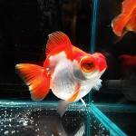 "Goldfish" teleskopas