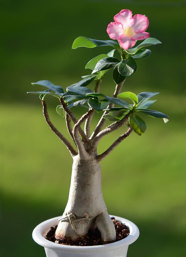 Adenium - priežiūra namuose (nuotrauka, vaizdo įrašas). Kaip tinkamai pasirūpinti gėlių adeniumu