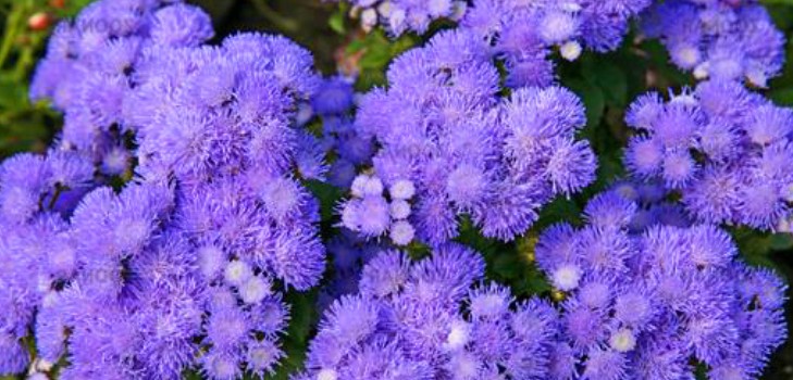 Ageratum: sodinimas ir priežiūra. Populiarios veislės