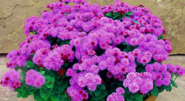 Ageratum: sodinimas ir priežiūra. Populiarios veislės