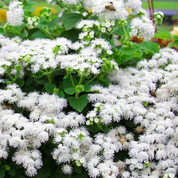 Ageratum: sodinimas ir priežiūra. Populiarios veislės