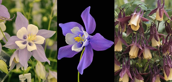 "Aquilegia" arba "Elf Shoes"