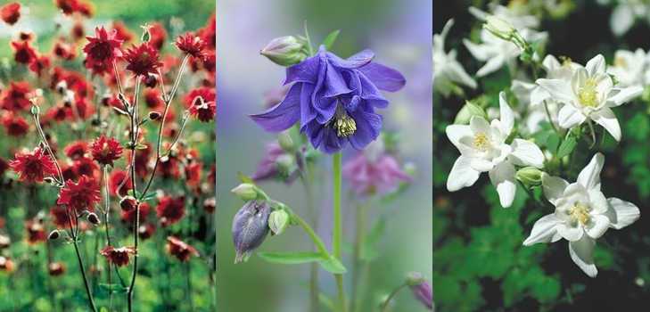 Aquilegia - auginimas ir veislės