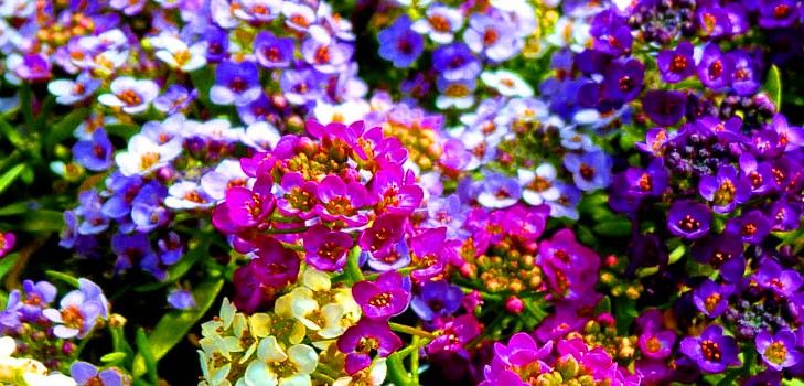 Alyssum: sodinimas ir priežiūra, geriausių veislių nuotraukos