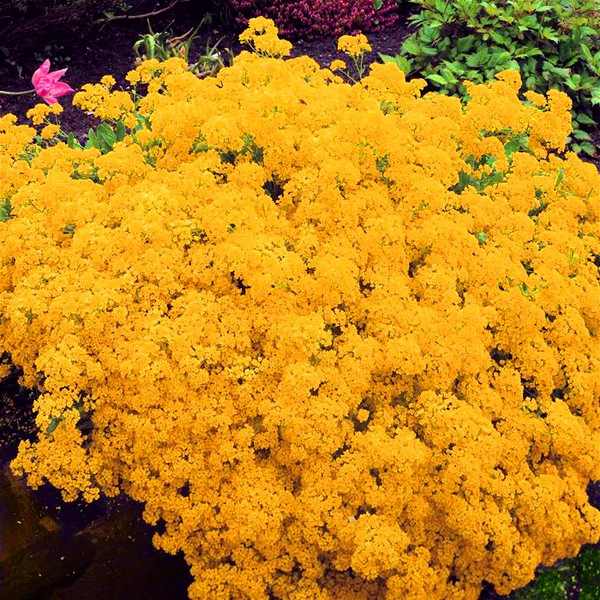 Alyssum: sodinimas ir priežiūra, geriausių veislių nuotraukos