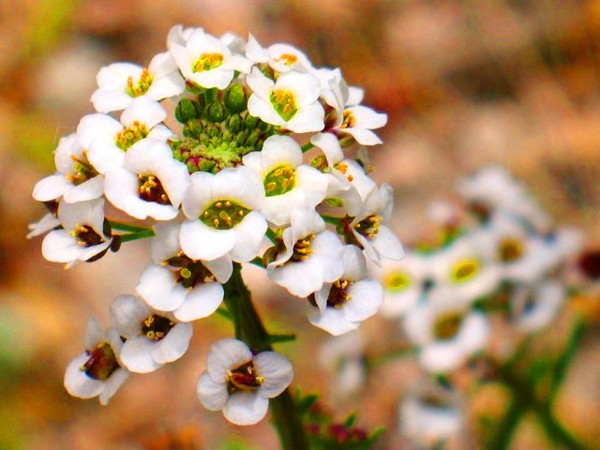 Alyssum: sodinimas ir priežiūra, geriausių veislių nuotraukos