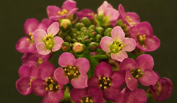 Alyssum: sodinimas ir priežiūra, geriausių veislių nuotraukos