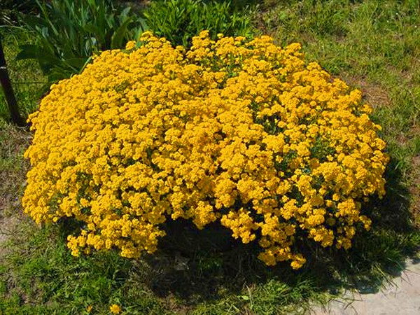 Alyssum: sodinimas ir priežiūra, geriausių veislių nuotraukos
