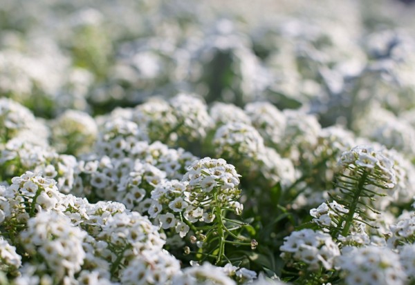 Alyssum: sodinimas ir priežiūra, geriausių veislių nuotraukos