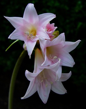 Amaryllis ir hippeastrum: broliai dvyniai Amaryllis ir hippeastrum: broliai dvyniai