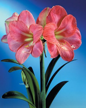 Amaryllis ir hippeastrum: broliai dvyniai