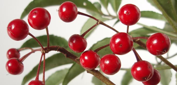 Ardisia: priežiūra ir nuotrauka