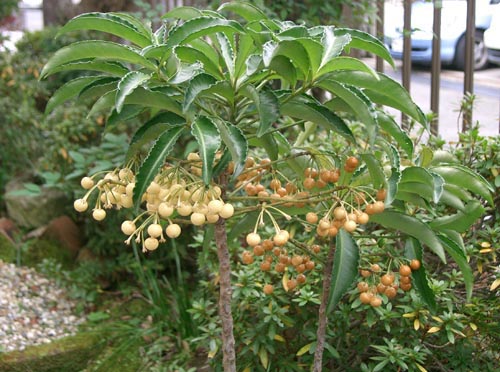Ardisia - garsiausios rūšys