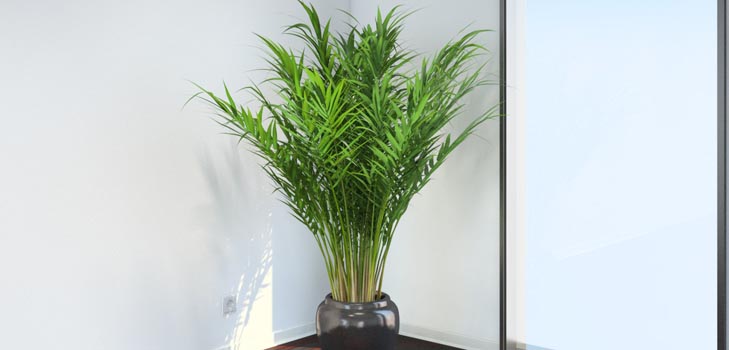 Areca, delnas
