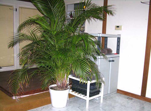 Areca. Namų priežiūra