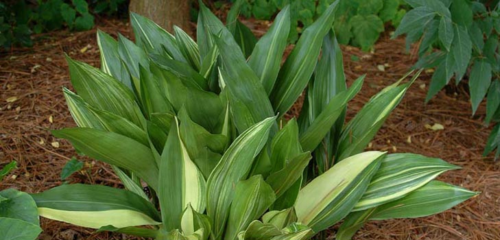 Aspidistra: priežiūra namuose, žydėjimas, nuotrauka