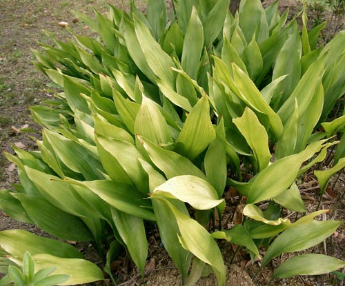 Aspidistra: priežiūra namuose, žydėjimas, nuotrauka