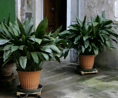 Aspidistra: rūšys ir veislės