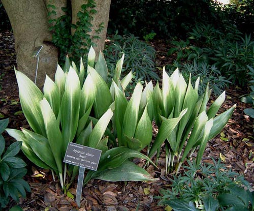 Aspidistra: namų priežiūra