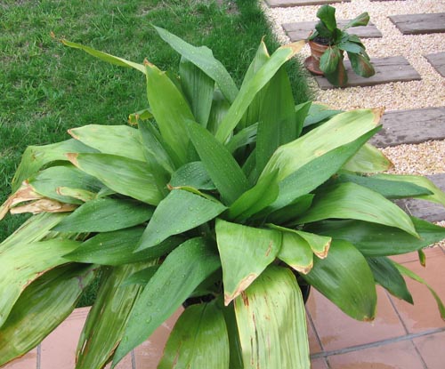 Aspidistra: nuotrauka ir priežiūra namuose