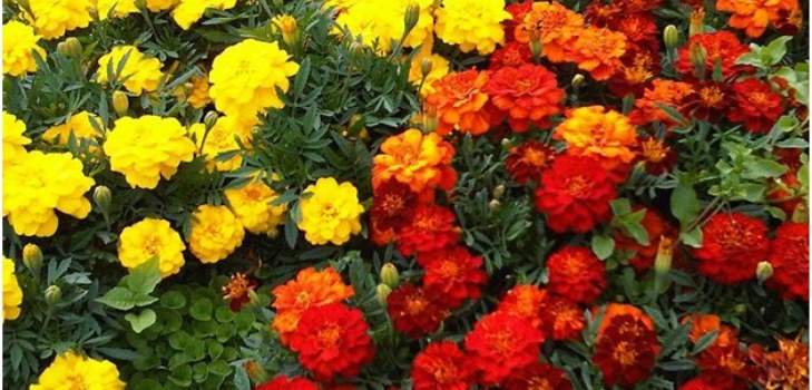 gėlės marigolds