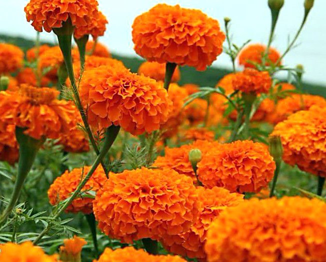 oranžinės gėlės