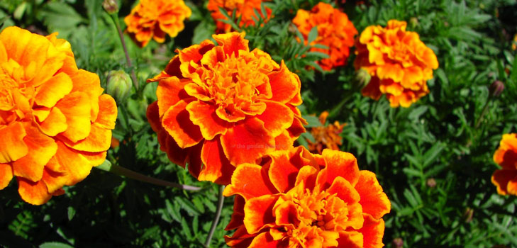 Marigolds ant sodinukų
