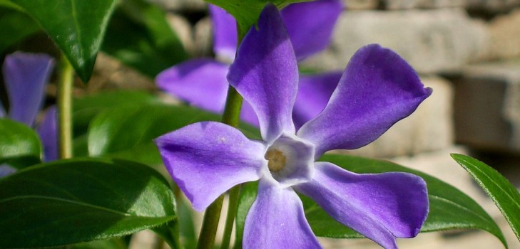 Periwinkle Auginimas ir priežiūra 