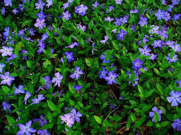Periwinkle Auginimas ir priežiūra 