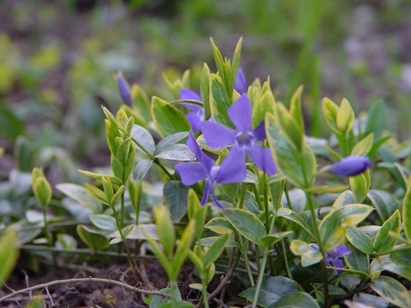 Periwinkle Auginimas ir priežiūra 