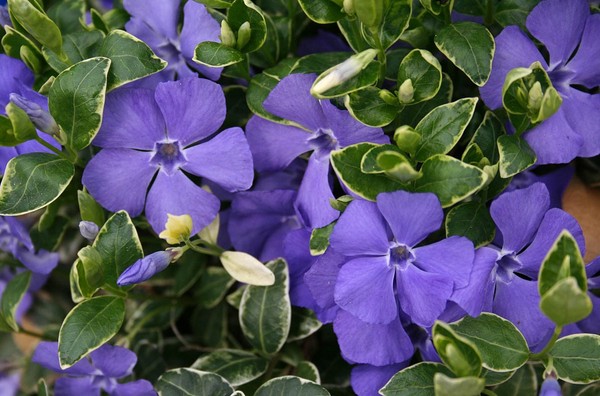 Periwinkle Auginimas ir priežiūra 