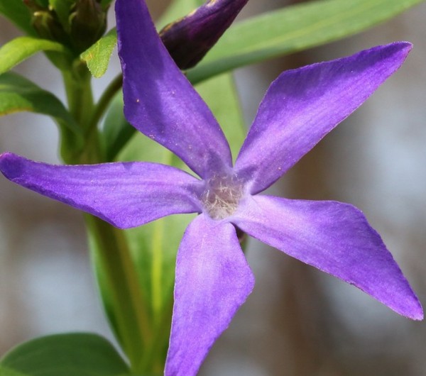 Periwinkle Auginimas ir priežiūra 