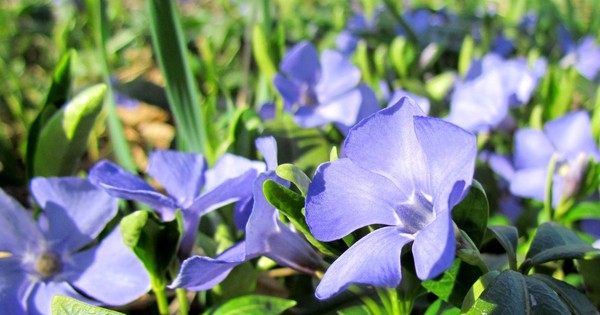 Periwinkle Auginimas ir priežiūra 