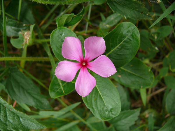 Periwinkle Auginimas ir priežiūra 