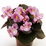 Begonia iš sėklų Begonia iš sėklų