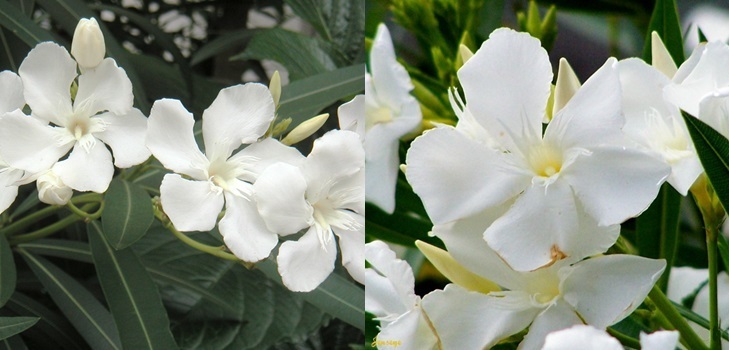 Baltas Oleander