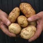 Bulvių ligos
