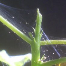 Spidero erkė