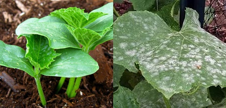Agurkų ligos: simptomai, gydymas ir prevencija (su nuotrauka) Agurkų ligos: simptomai, gydymas ir prevencija (su nuotrauka)