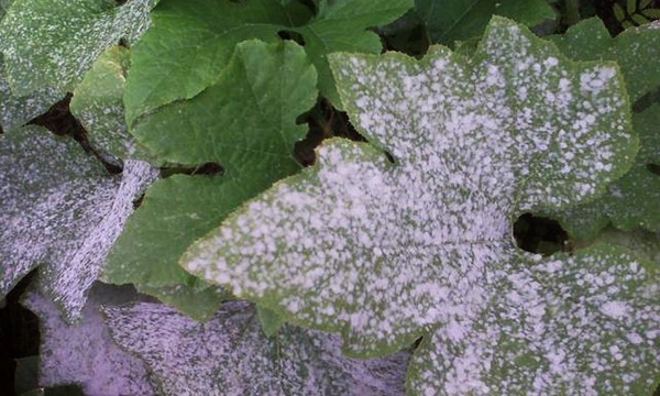 Agurkų ligos: simptomai, gydymas ir prevencija (su nuotrauka) Agurkų ligos: simptomai, gydymas ir prevencija (su nuotrauka)